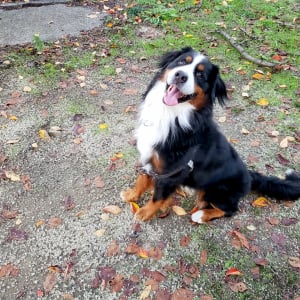 【感動】犬の十戒　犬の気持ちで語る詩