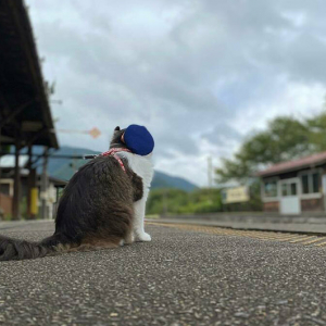 かわいすぎる！東日本の駅で出会える看板犬＆看板猫5選