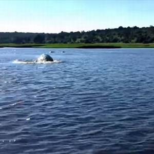 【有名動画】カバのスピード、恐ろしさが分かる動画！実はカバは水中を時速60㎞で走る！？