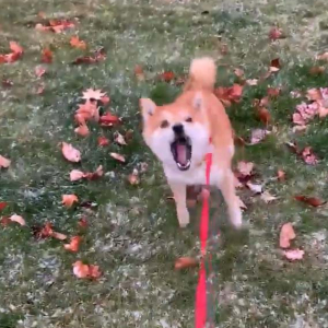 柴犬が初雪の味を堪能する姿が話題に「パクパク言ってますね！」「紅葉と雪のコラボ、かわゆい」