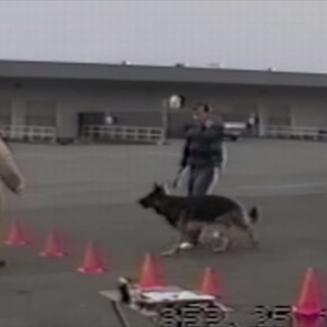 【爆笑】警察犬トレーニングの映像！どうしてもウケを狙ってしまう見習い警察犬！