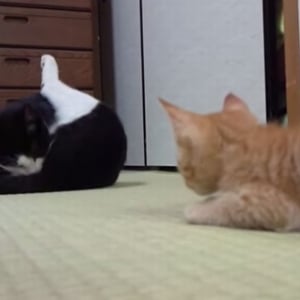 【８秒動画】『えいっ！』かつて、これほどまでにかわいい猫パンチがあっただろうか？