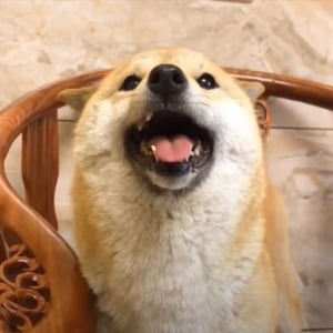 柴犬の笑顔はプライスレス！ただただ柴犬の笑顔に癒される動画が話題に！