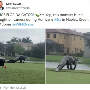 フロリダで目撃された巨大すぎるワニが話題に 「完全に恐竜」「年々フロリダがジュラシックパークみたいになっていく」