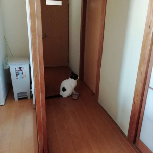 部屋の外で開けてもらえるのを待っているニャンコ。その理由が健気すぎて泣ける･･･