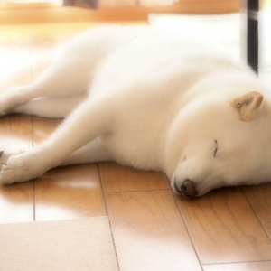 白い柴犬のお昼寝がなごむ「朝ごはんも食べてぐっすり」「モフモフしたいです～～～！！」