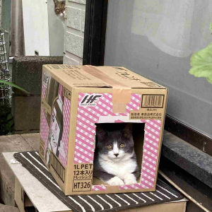 家政婦は見た！？段ボールハウスにいる猫を撮影した写真を見直してみると、後ろに･･･