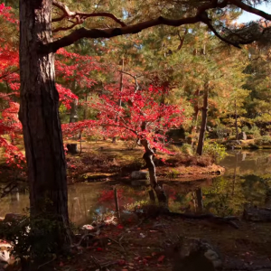 紅葉狩りに行けない人もこれを見れば大丈夫！京都の紅葉をまとめた動画で行った気になれる！