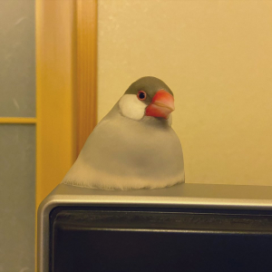 溶けて一体化しようとしてる！？文鳥の足下が凄いことになっていた･･･(笑)