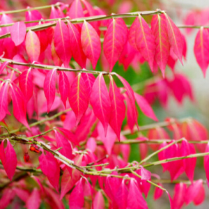 ガーデンにお勧め！紅葉を楽しめるコンパクトな庭木