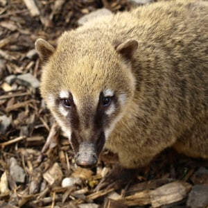 南アメリカに生息する「アカハナグマ」、赤鼻ではないし、そっくりなアナグマの仲間でもないよ！