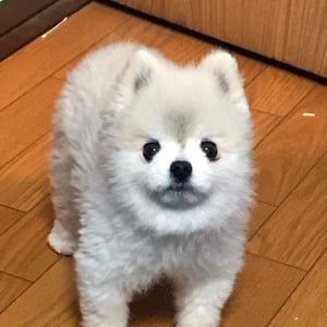 フテ顔がたまらない(笑) 飼い主への不満をあらわにしているポメラニアンが可愛すぎる！