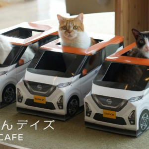 「にゃっさんデイズ」が猫カフェ「MOCHA」とコラボ中！　 カッコかわいいドライビング姿を愛でよう