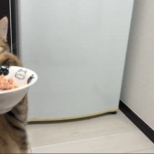 初めて猫缶を食べた子猫の反応がカワイ過ぎると話題に！子猫の猫缶初体験♪