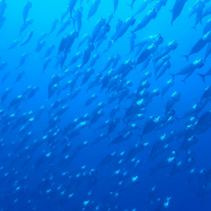 口を大きく開きながら泳ぐ「グルクマ」ってどんな魚？