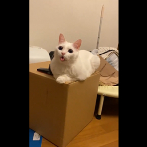 可愛すぎる表情で飼い主を癒す猫が話題に♪癒されたいときはこちらをご覧ください！