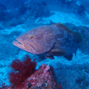 高級魚「クエ」とはどんな魚？ハタとは違う魚なの？