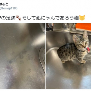 小さな足跡でバレバレ！ キュートな“犯にゃん”を激写した現場写真がTwitterで話題に