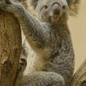 【コアラ通信】えさ代のかかるコアラを救え！　予定金額の4倍にあたる400万円の支援金が集まりコアラもニッコリ？