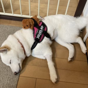 白い柴犬のハーネスに“こいぬ”つけた結果→「育児疲れのお母さんみたいになった」「とても尊い」