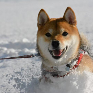 柴犬が雪の中で駆け回った結果→「埋まってる！！！」「ワフワフ～ッ」