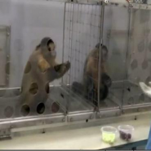 嫉妬する猿の実験動画が面白いと話題になり再生数が1日で16万突破へ