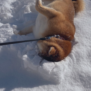 柴犬が雪の中に顔をうずめた結果→「どんどん突き刺さっていく」「めり込んでますね」