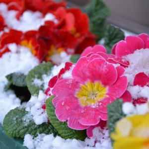 冬のガーデニング｜寒さから植物を守るために知っておきたいポイント5選