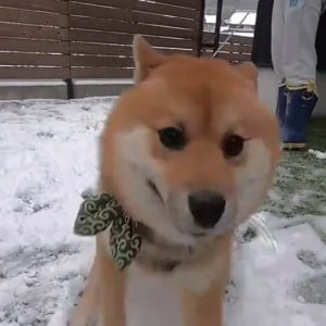 柴犬が人生ではじめての雪に出会った結果→「大興奮して喜びが限界突破」「もう誰にも止められない」