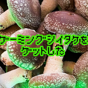 立派なきのこ…！静岡県産の菌床栽培椎茸「ゲーミング椎茸」が販売開始！