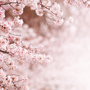 今から桜が待ち遠しい！ウェザーニュースが「第一回桜開花予想」を発表