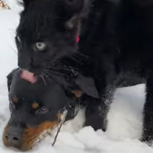 ワンコが仲良く遊んでいる動物は黒ヒョウ！？雪の中でたわむれる仲良しペアに癒される
