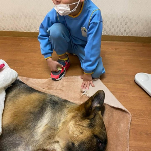 【問題視】シェパード犬がトリミング中に死去 / 厳しすぎるしつけが原因か「気絶したあと自動乾燥機へ」