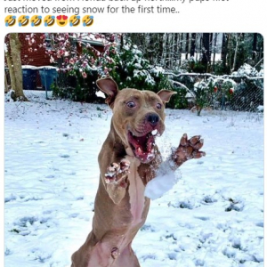 愛犬が初めて雪を見た時のリアクション 「動物の写真コンテストに応募したほうがいいですよ」「雪が降ると子どもみたいに喜ぶよな」