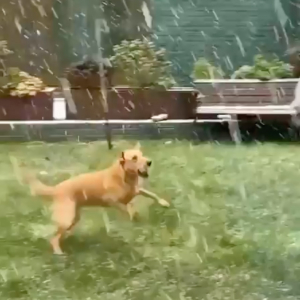 「犬は喜び 庭駈けまわり～♪」ってやつだ！雪に大興奮のロンドン市長の愛犬が見せた行動が可愛すぎる