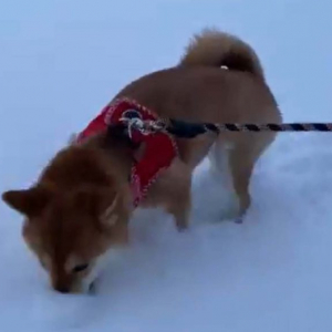 柴犬が「まず雪を食べる」　グルメな動画が話題に「特に積もりたての雪は必ず味見してます」