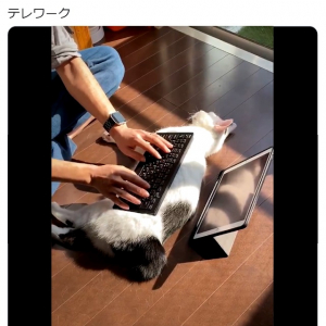 「かわいい」「Win-Winですにゃん」　ネコのおなかにキーボードを置いてテレワークする動画に癒やされる人続出