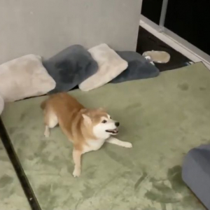 柴犬とハスキー犬が“トントン相撲”で対決する動画「動きが妙に揃ってるところがまたユーモラス」「三つ巴の戦い」
