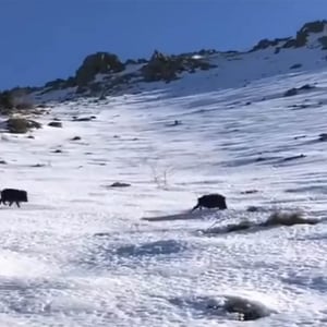 雪山を滑り落ちてきたイノシシに襲われたのだが