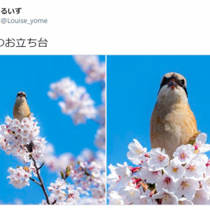 「桜のドレスを着ているみたい」「春ですね」 桜にとまる野鳥の写真が約7万いいねの反響