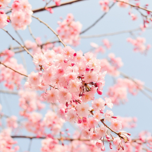 今年は「おうち花見」を楽しもう！室内での花見を盛り上げるガジェット5選