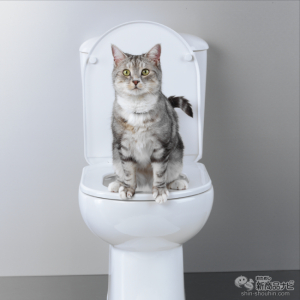 愛猫と便座シェア！猫も洋式トイレを使うようにトレーニングできる『猫用トイレトレーナー リッタークイッター』がすごい！