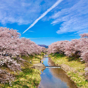 プロの写真家がインスタから厳選！美しすぎる桜の絶景写真