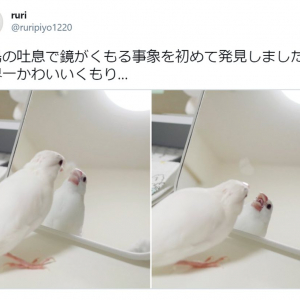 「世界一かわいいくもり…」 吐息で鏡をくもらせる文鳥の写真に胸キュンする人続出