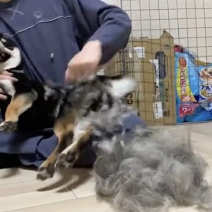 柴犬のブラッシング動画がネットで反響「毛が短そうなのに なぜこんなにあるの」「その毛少し僕の髪に分けて貰えますか？」