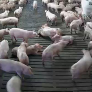 養豚農家のDXを進めるEco-Pork、2つの技術実証事業を完了