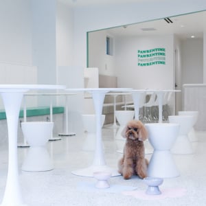 “ペット同伴可”のカフェではなく、“愛犬と一緒に楽しめる”カフェ「Dog Cafe Pawrentime」