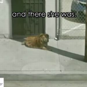 【感動】Googleストリートビューで見つけた1匹の犬。実は10年もその場所で飼い主を待ち続けていた