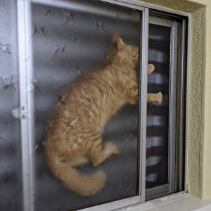 一体どうしてそんな場所に？ 窓の網戸の隙間に挟まる猫が大変なことになってるとTwitterで話題に