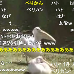 衝撃映像！ ペリカンが生きた鳩を丸飲みして食べる動画